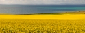 canola 16